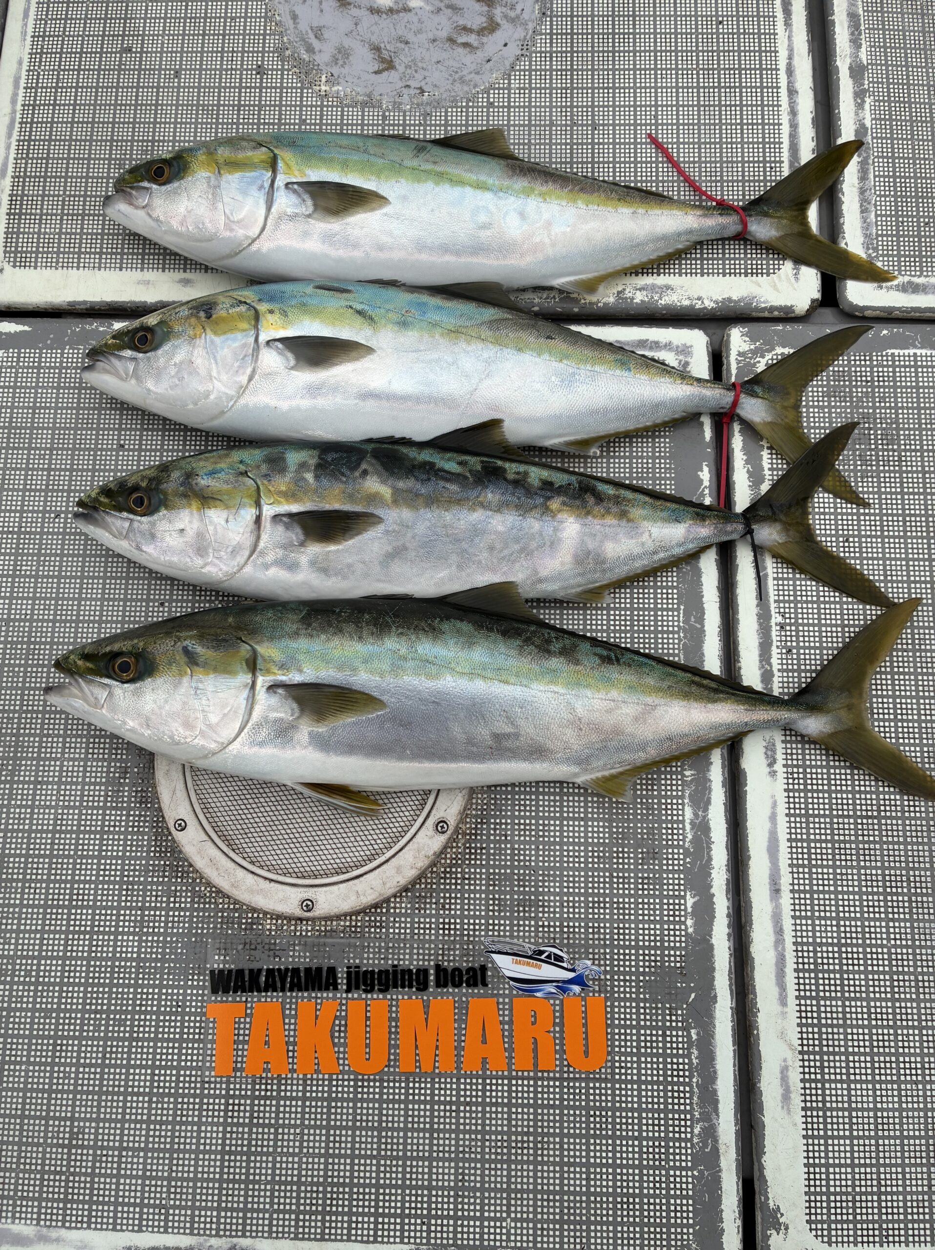 2026年2月10日 小潮