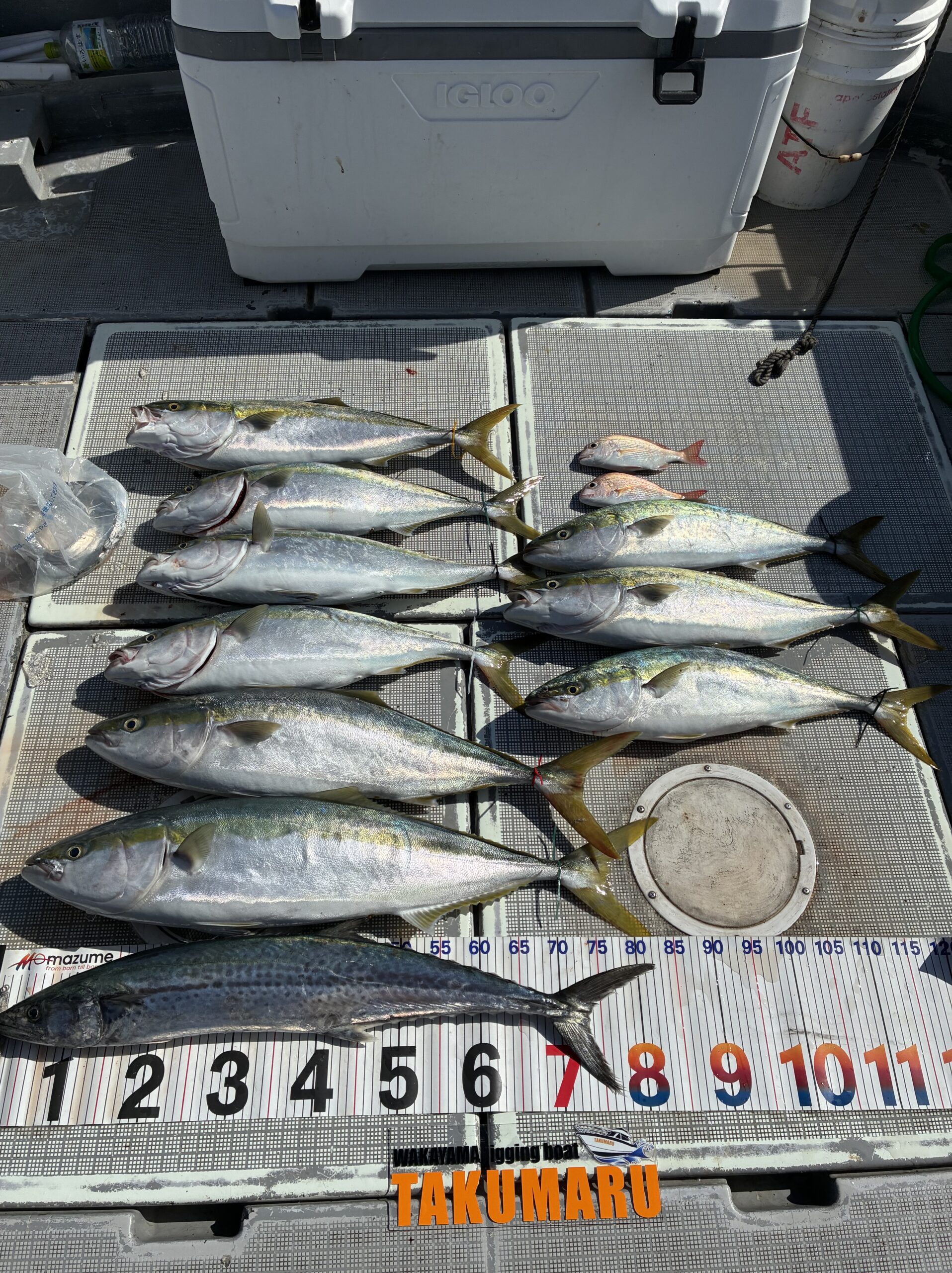 10月3日 昼便🎣
